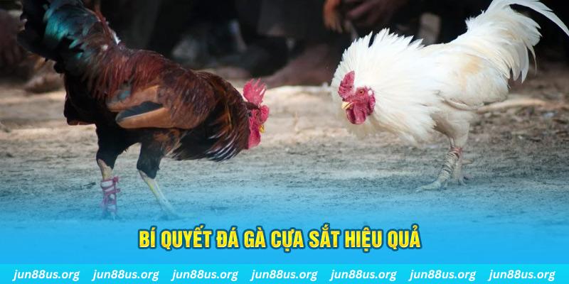 68gb đá gà cựa dao