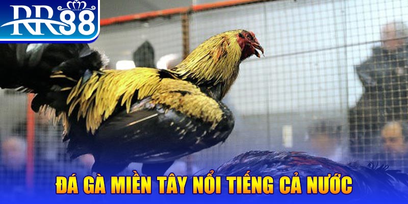 68gb gà chọi c1.com trực tiếp 888